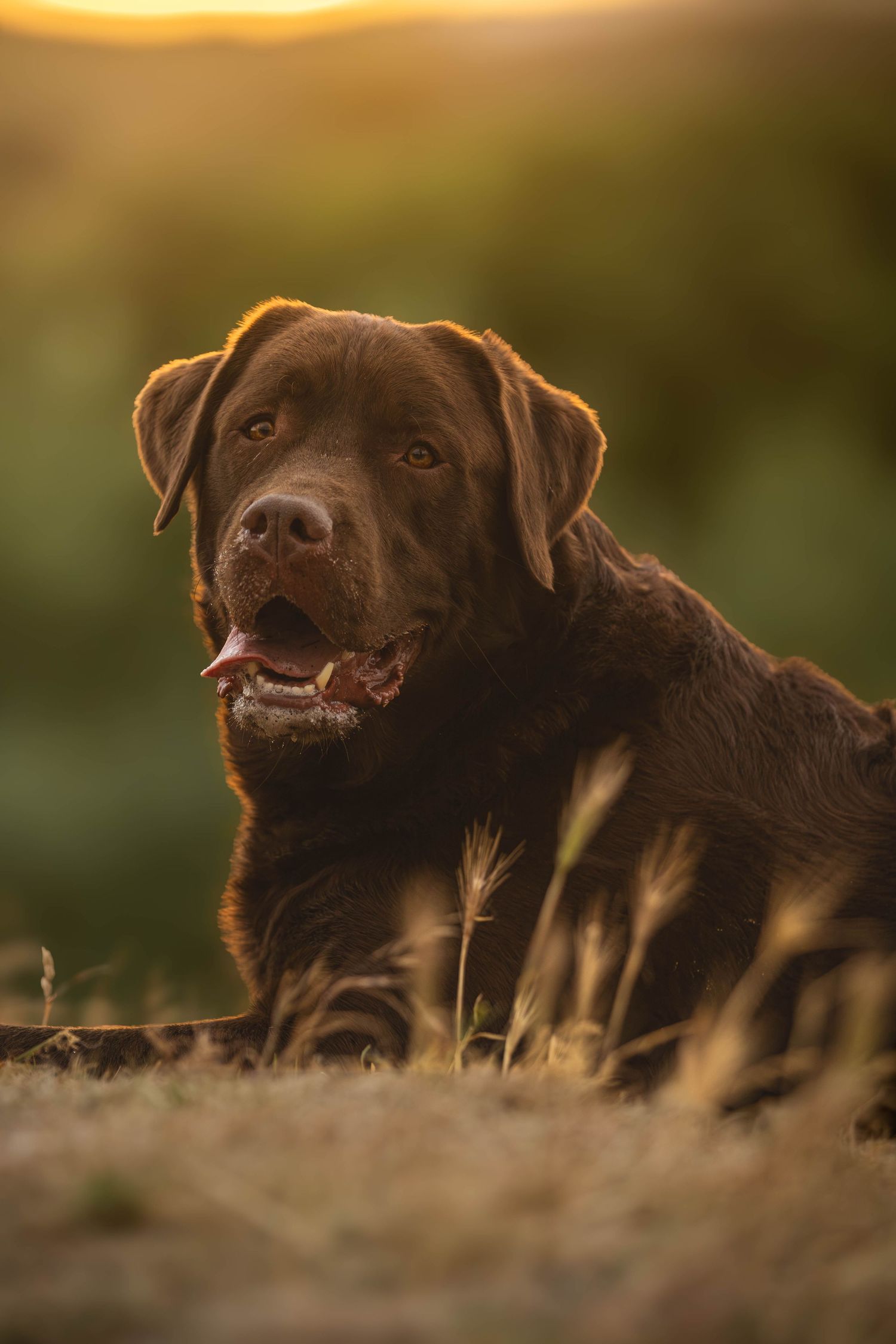 dierenfotograaf-katwijk-hond.jpg