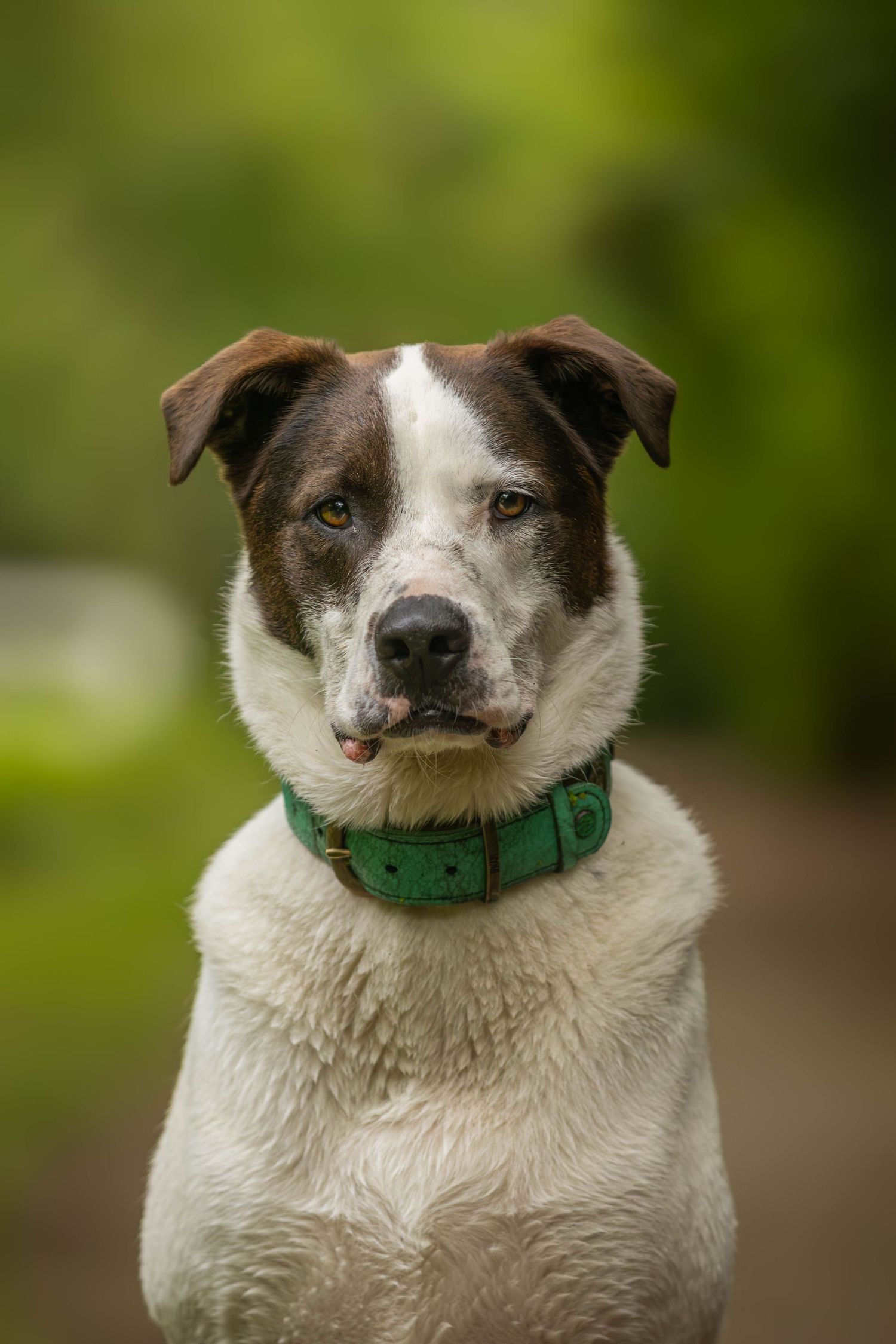 dierenfotograaf-katwijk-hond.jpg