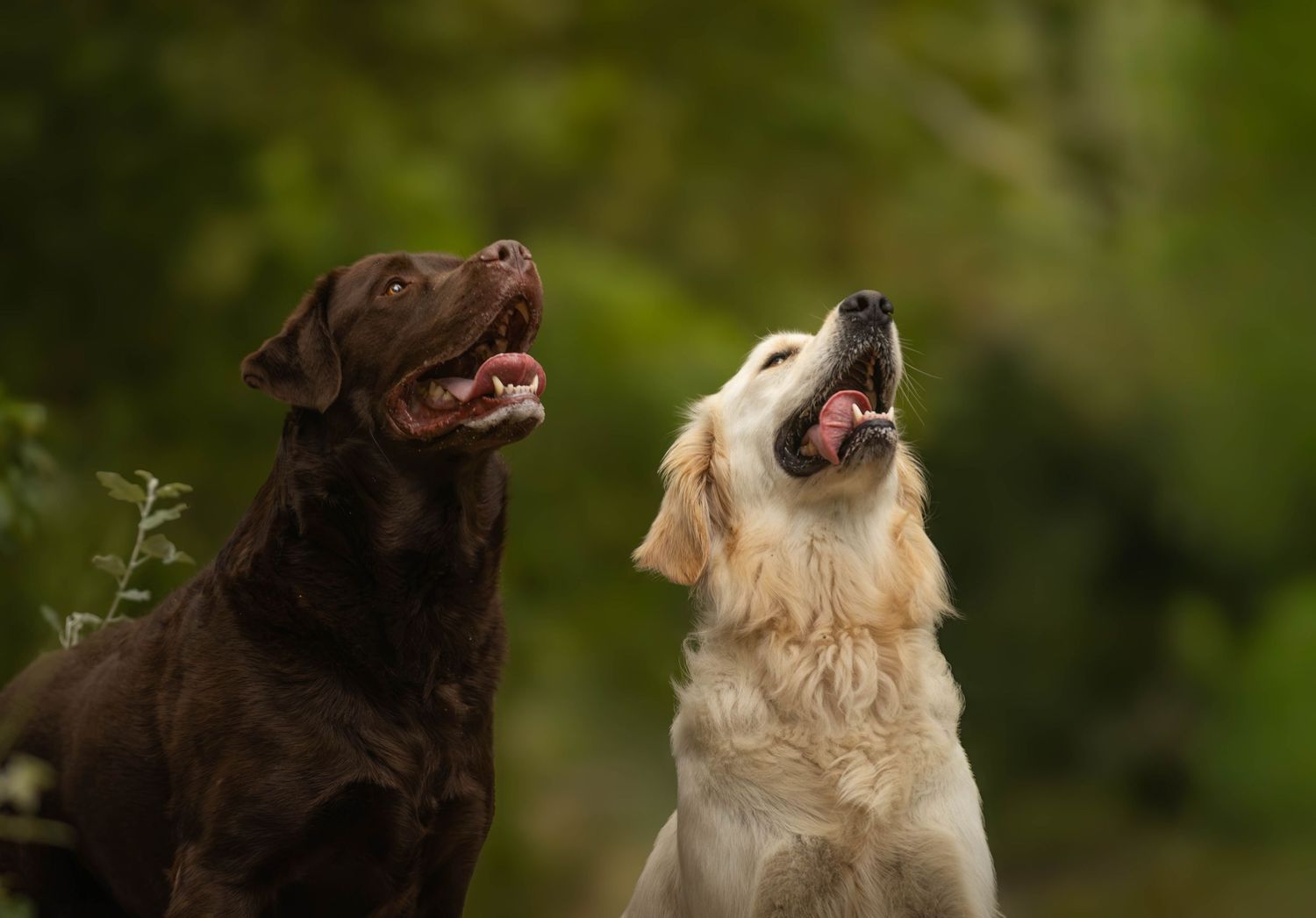 Two happy dogs, a chocolate Labrador and a golden retriever, sitting together outdoors with mouths open.