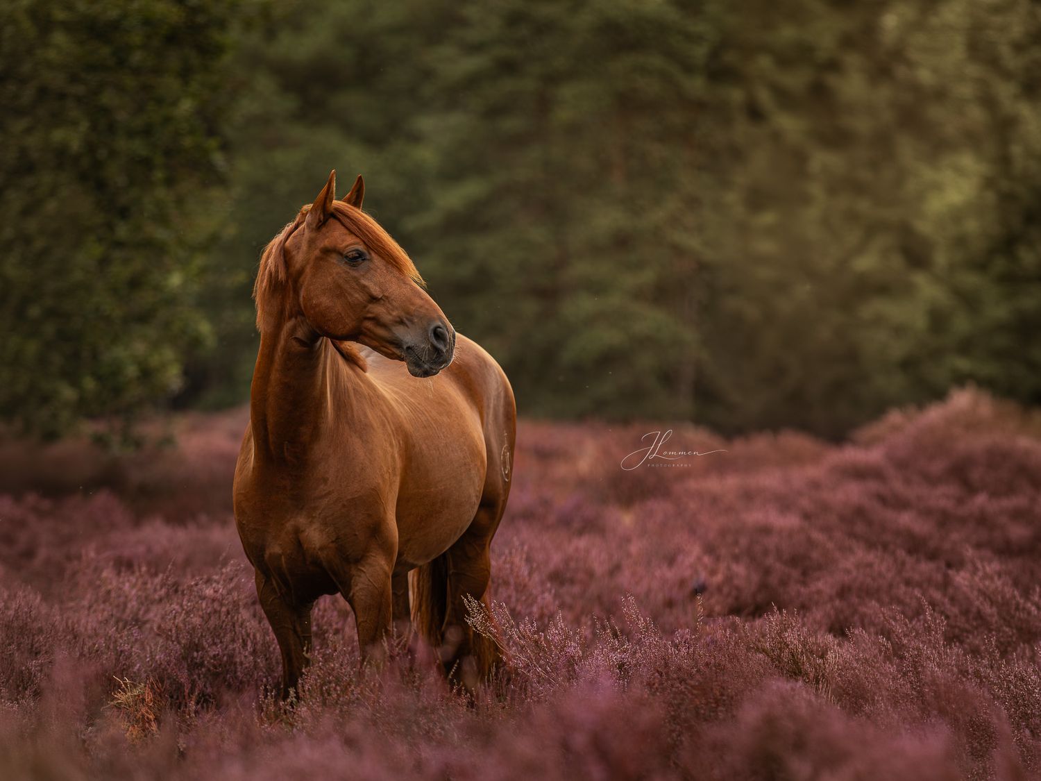 A chestnut horse stands majestically among vibrant purple heather blooms with lush green trees in the background.