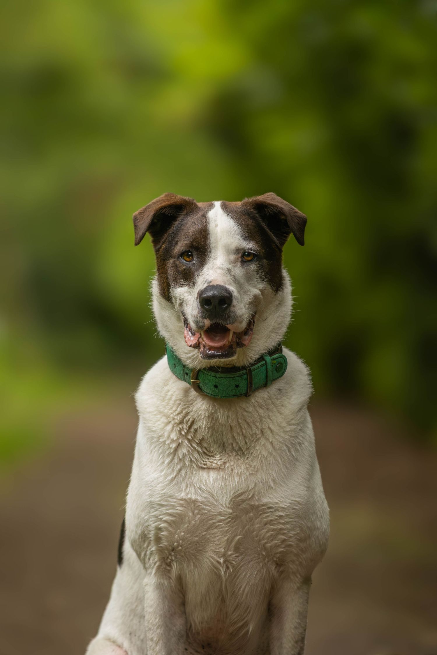 dierenfotograaf-katwijk-hond.jpg