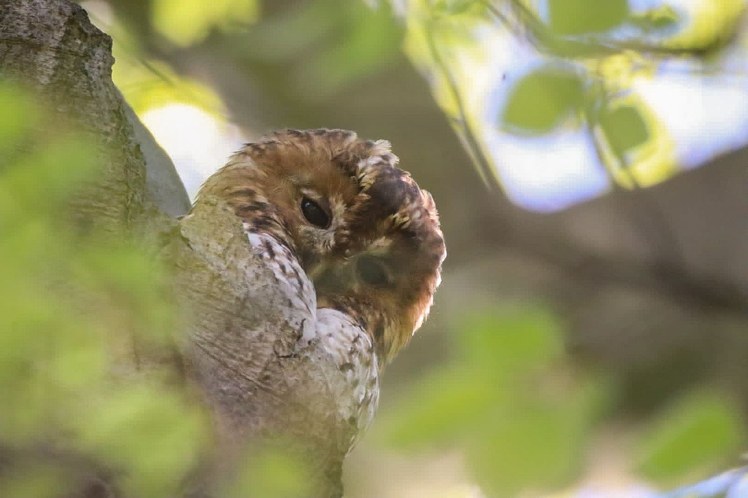 natuurfotografie-zuid-holland.jpg