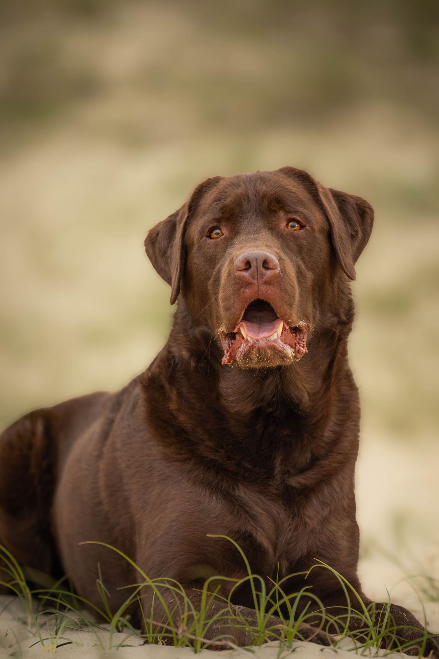 dierenfotograaf-katwijk-hond.jpg