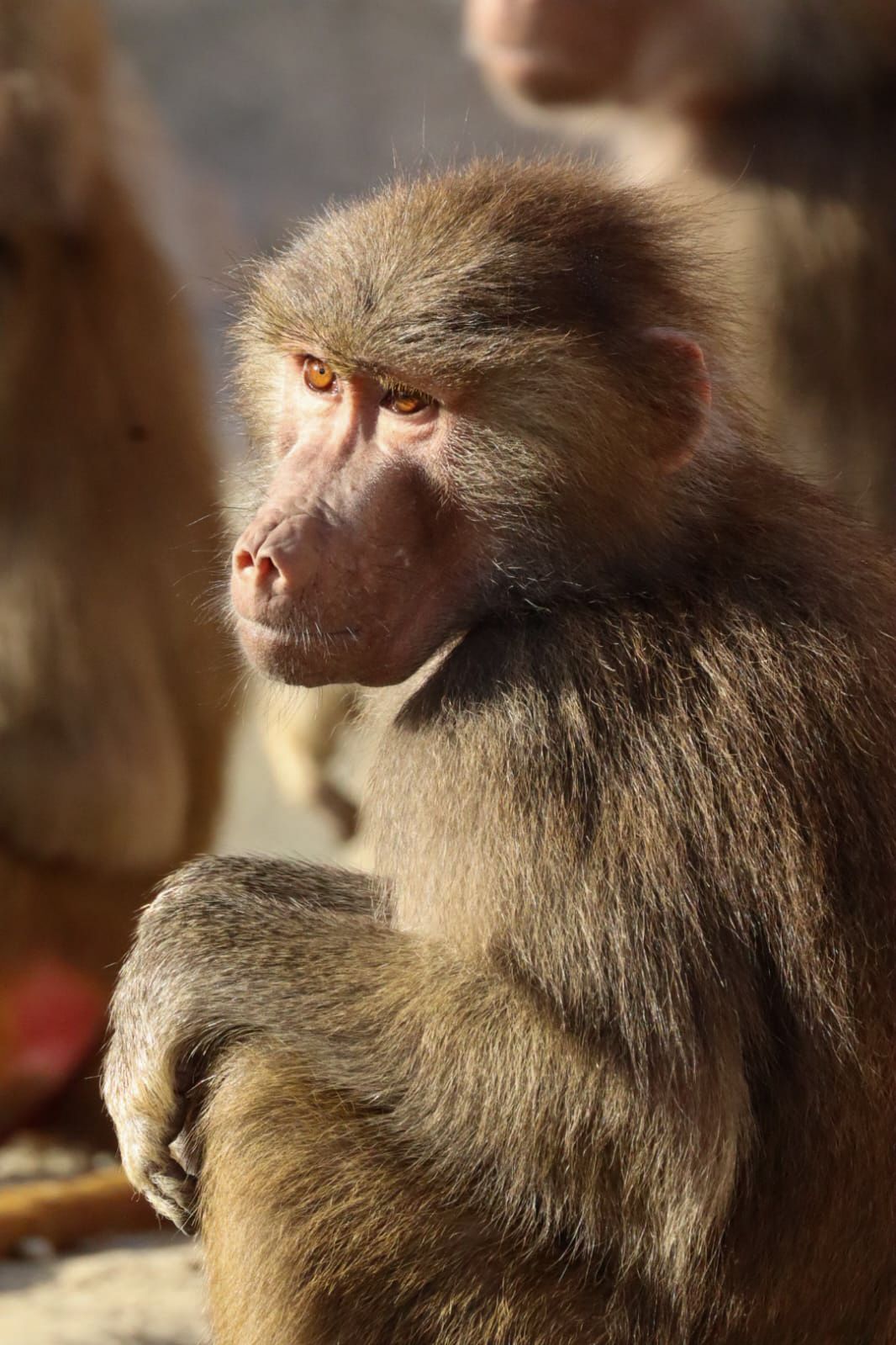A hamadryas baboon with amber eyes sitting in warm sunlight with a contemplative expression.