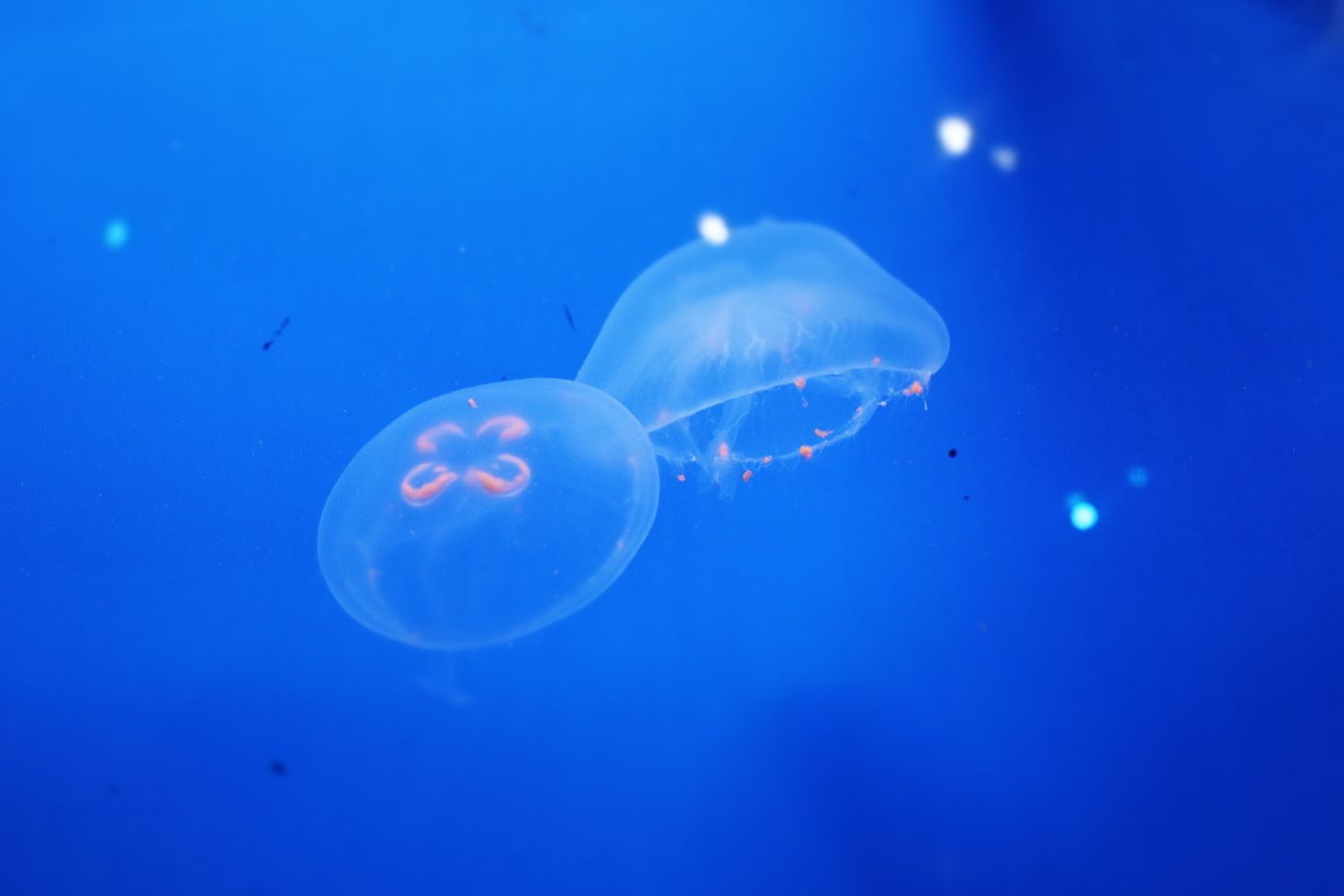 Two translucent moon jellyfish floating in deep blue aquarium water.