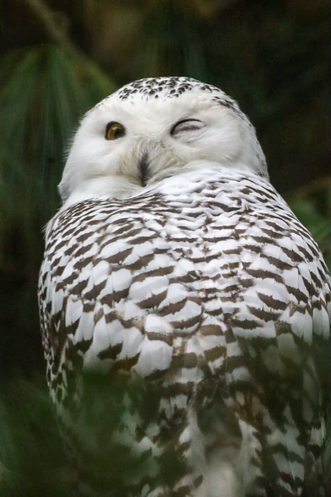 natuurfotografie-zuid-holland.jpg