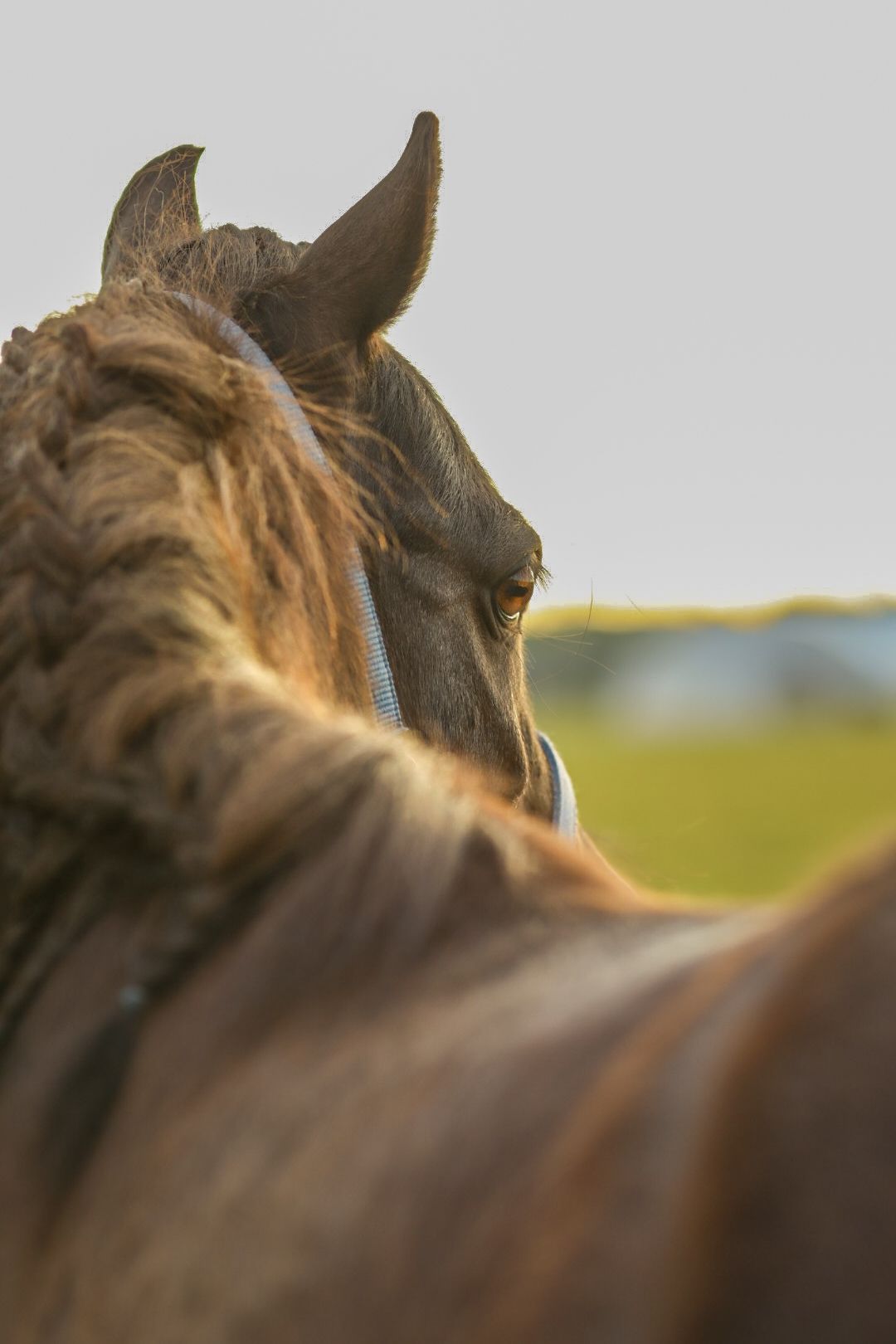 paardenfotograaf-katwijk-paard.jpg