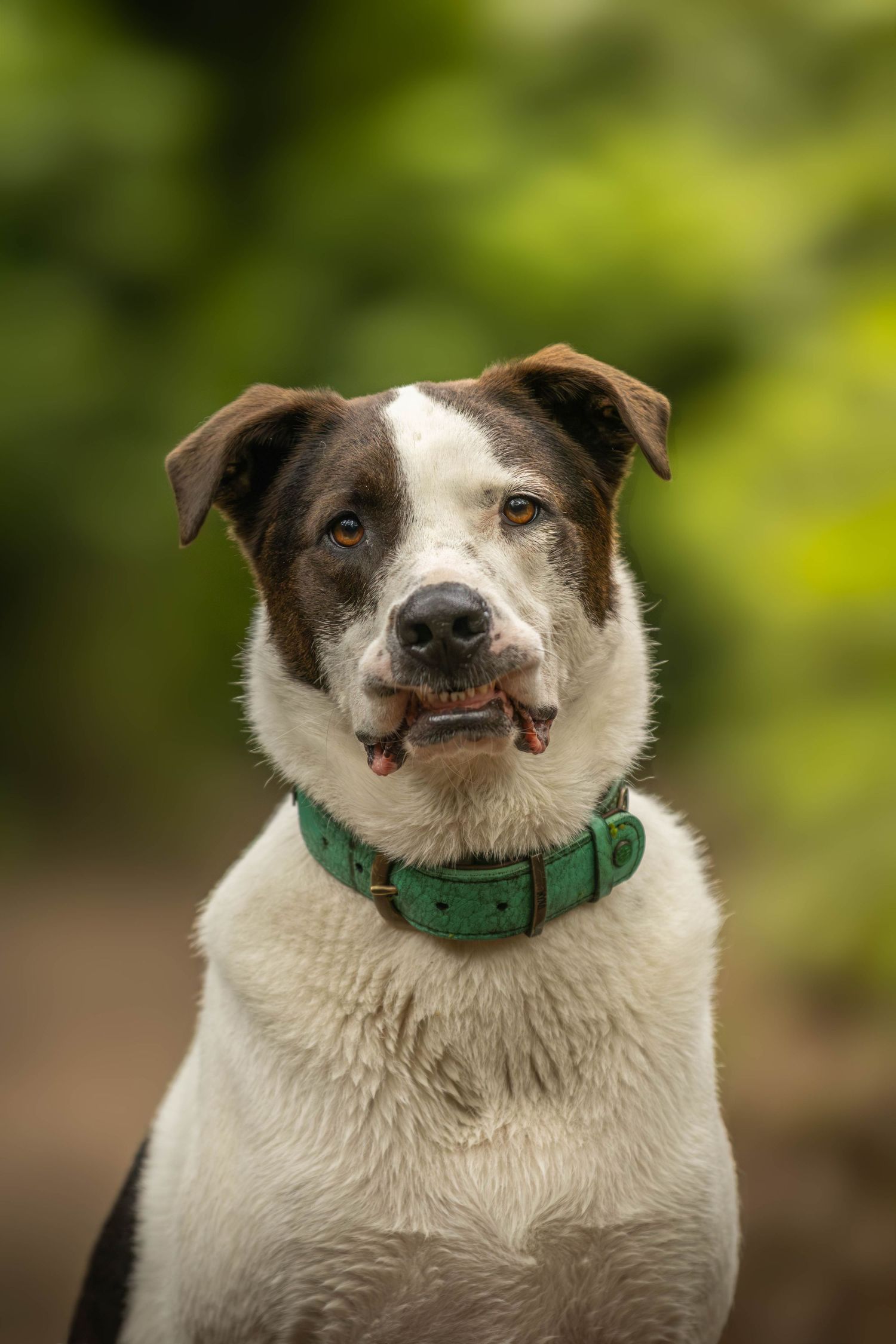 dierenfotograaf-katwijk-hond.jpg