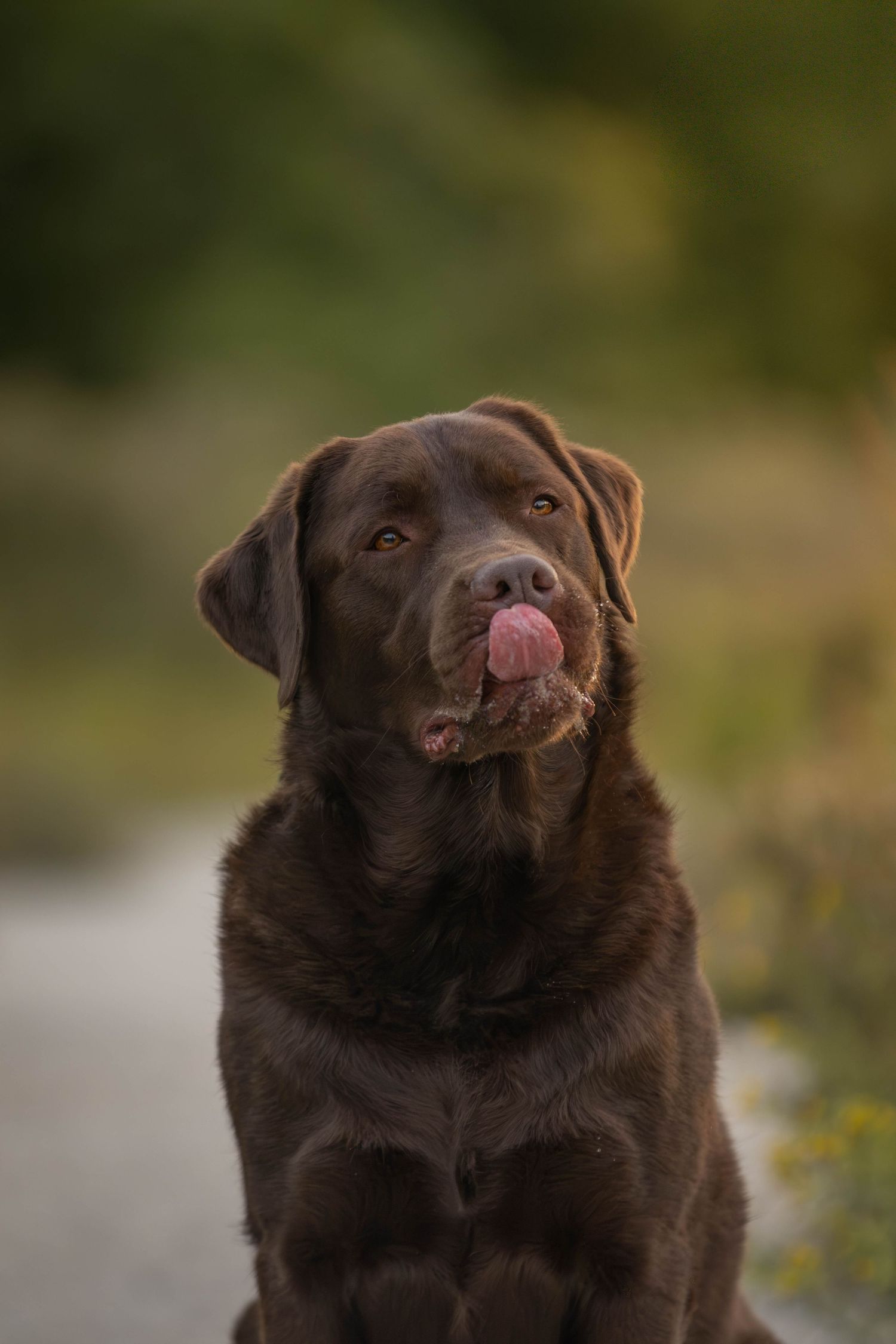 dierenfotograaf-katwijk-hond.jpg
