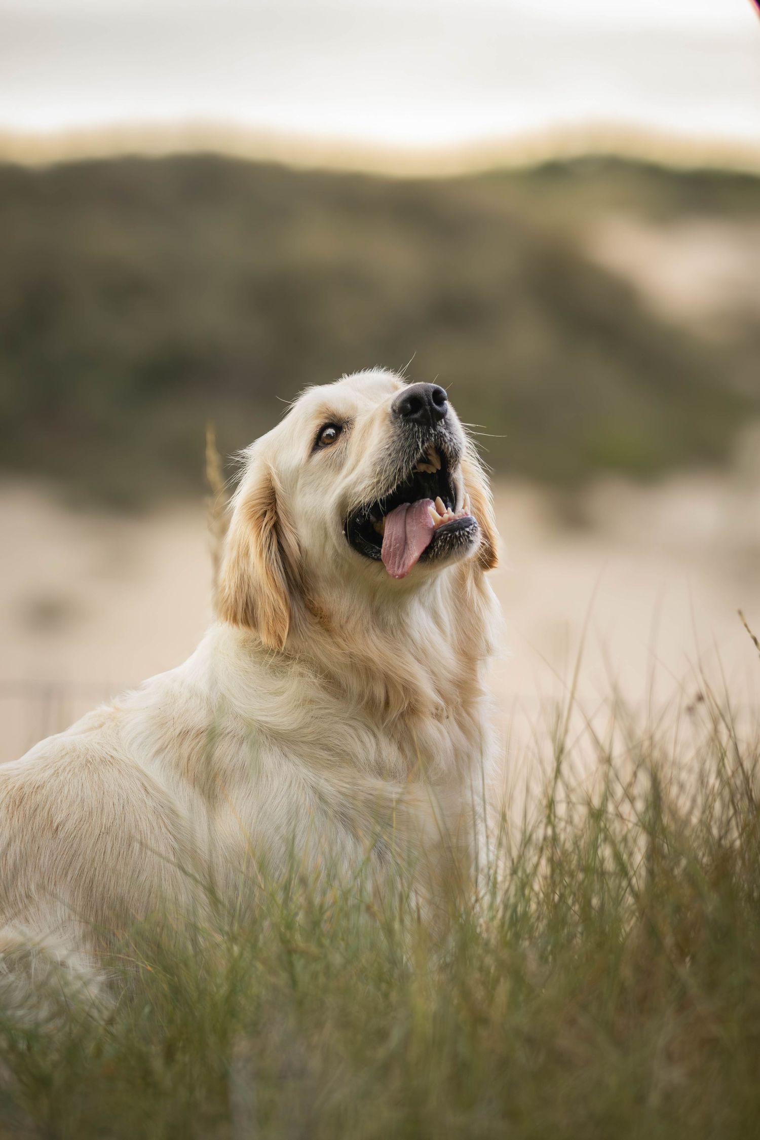 Hondenfotoshoot/katwijk.jpg