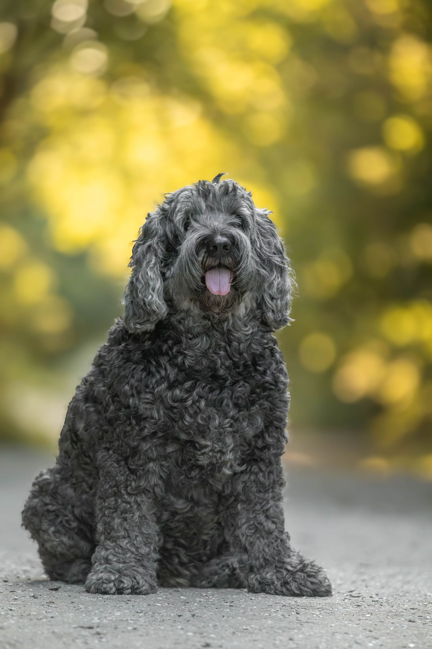 Fluffy gray Labradoodle sitting on a path with tongue out against a bokeh yellow-green background.