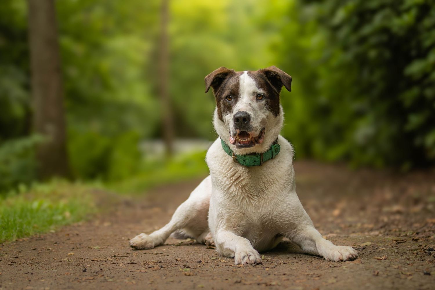 dierenfotograaf-katwijk-hond.jpg