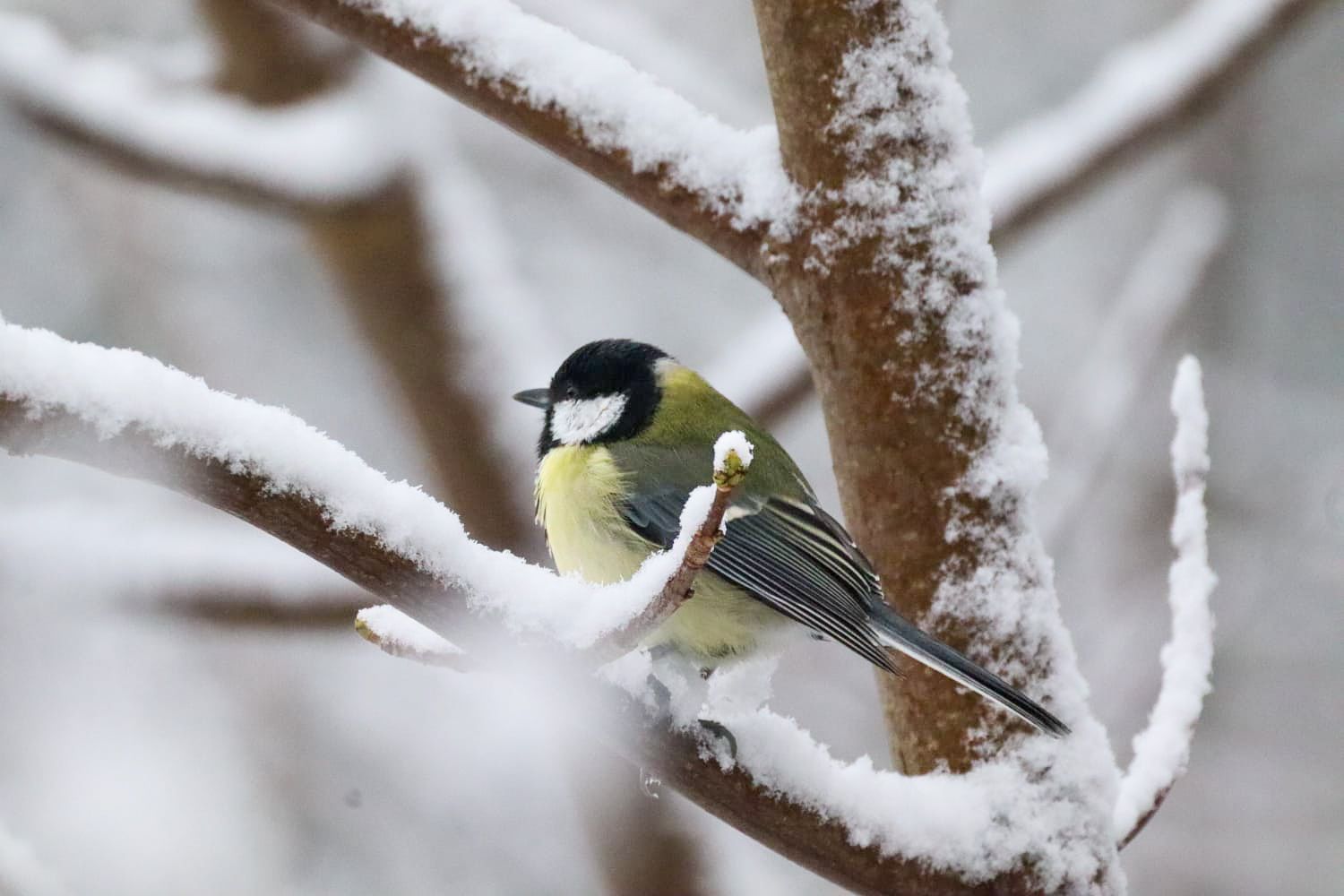 A great tit bird with yellow and black plumage perched on snow-covered winter branches.