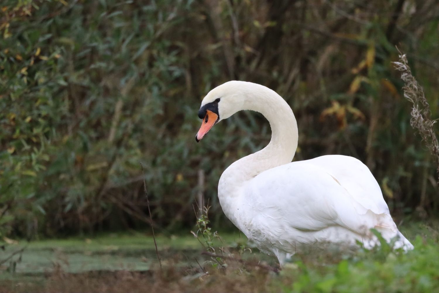 A white mute swan stands gracefully on green grass near water with lush green trees in the background.