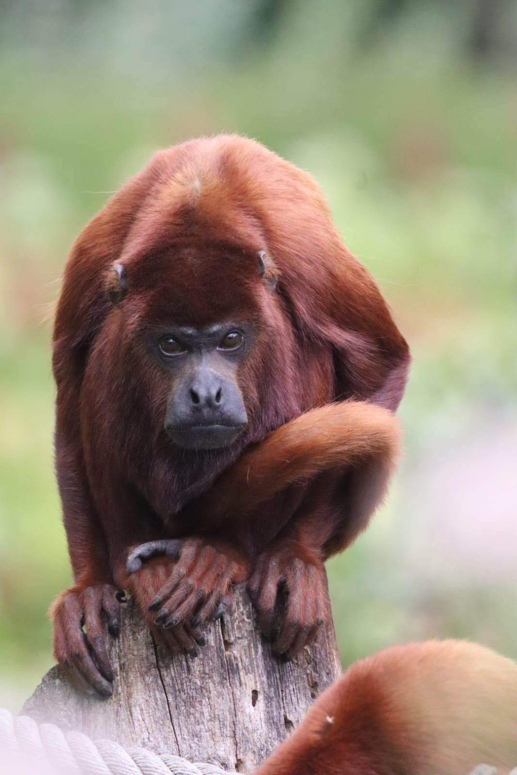 A red howler monkey with rich auburn fur resting on a wooden post in nature.