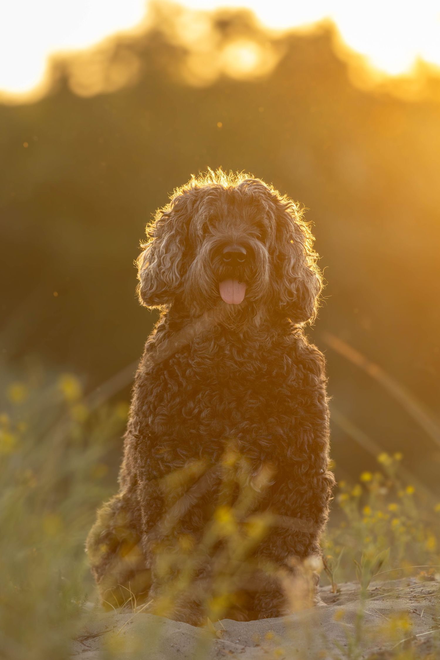 Fluffy Labradoodle sitting among wildflowers in stunning golden sunset light.