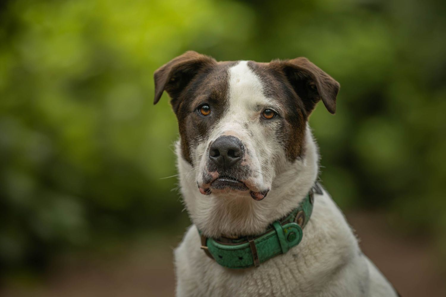 dierenfotograaf-katwijk-hond.jpg