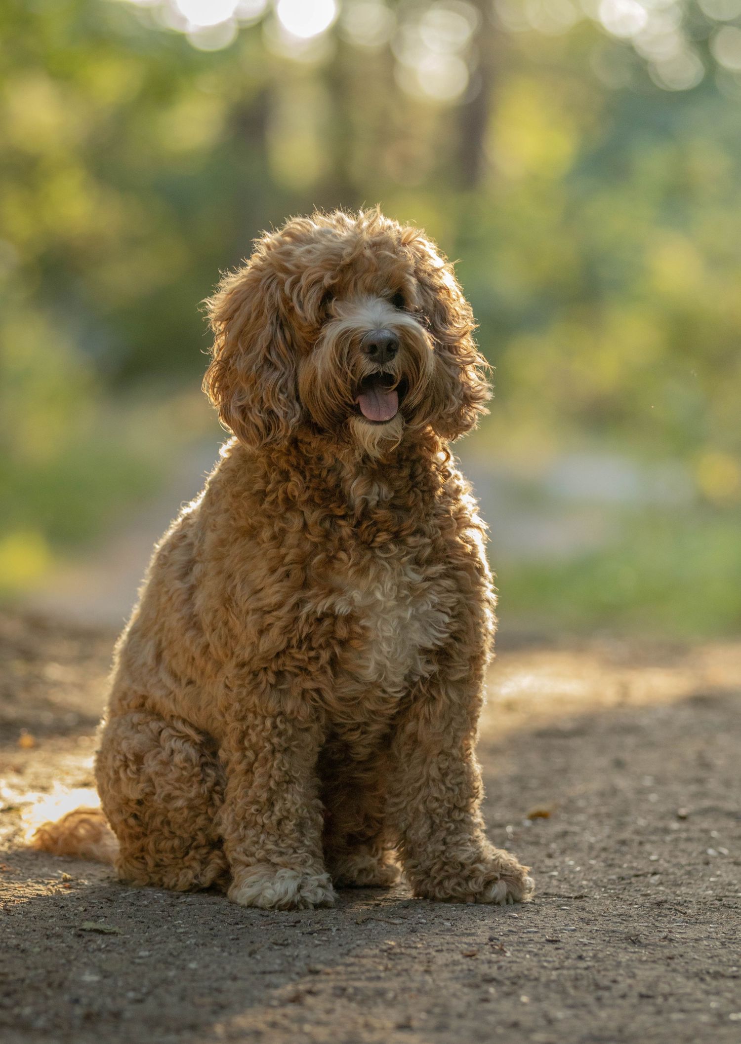 Fluffy golden Labradoodle sitting on dirt path in sunlit forest setting.