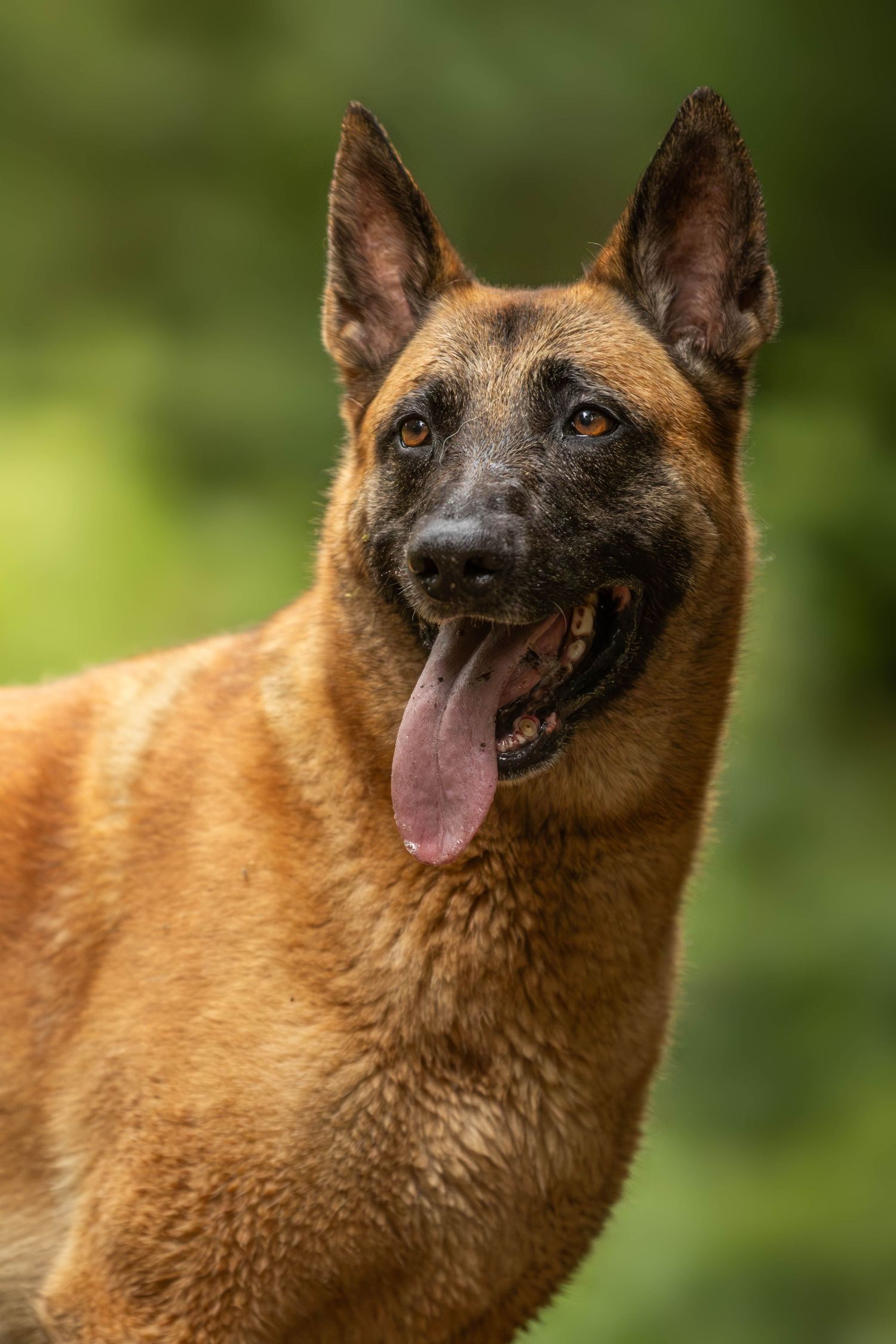 dierenfotograaf-katwijk-hond.jpg