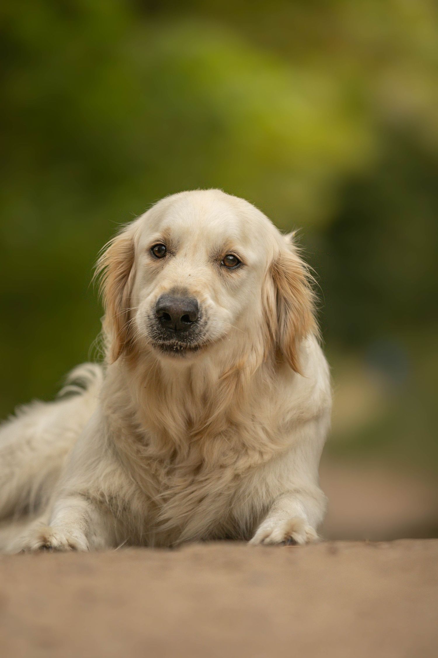 dierenfotograaf-katwijk-hond.jpg