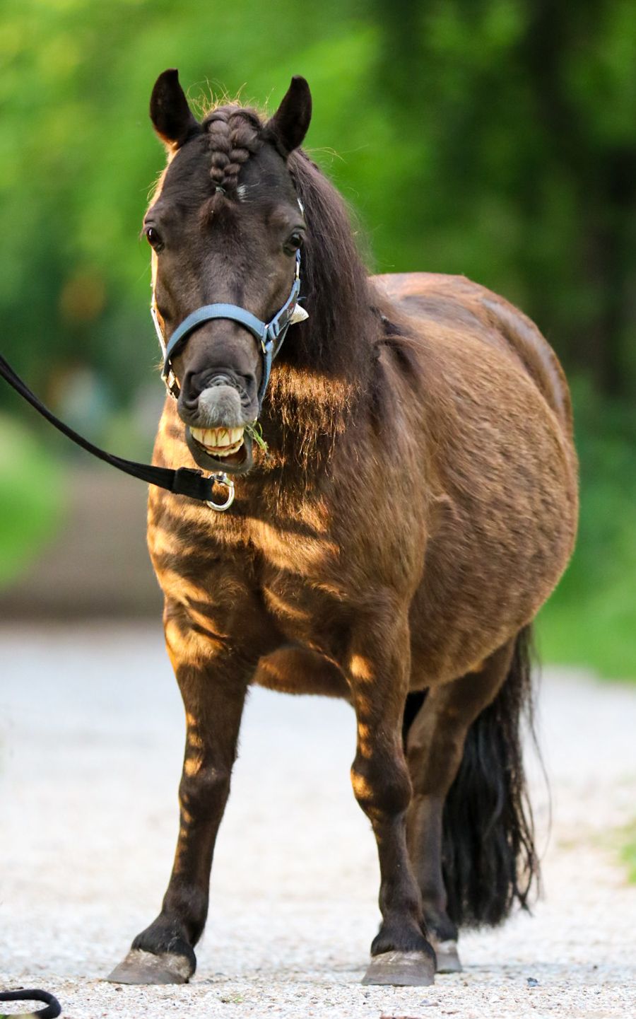 paardenfotograaf-katwijk-paard.jpg