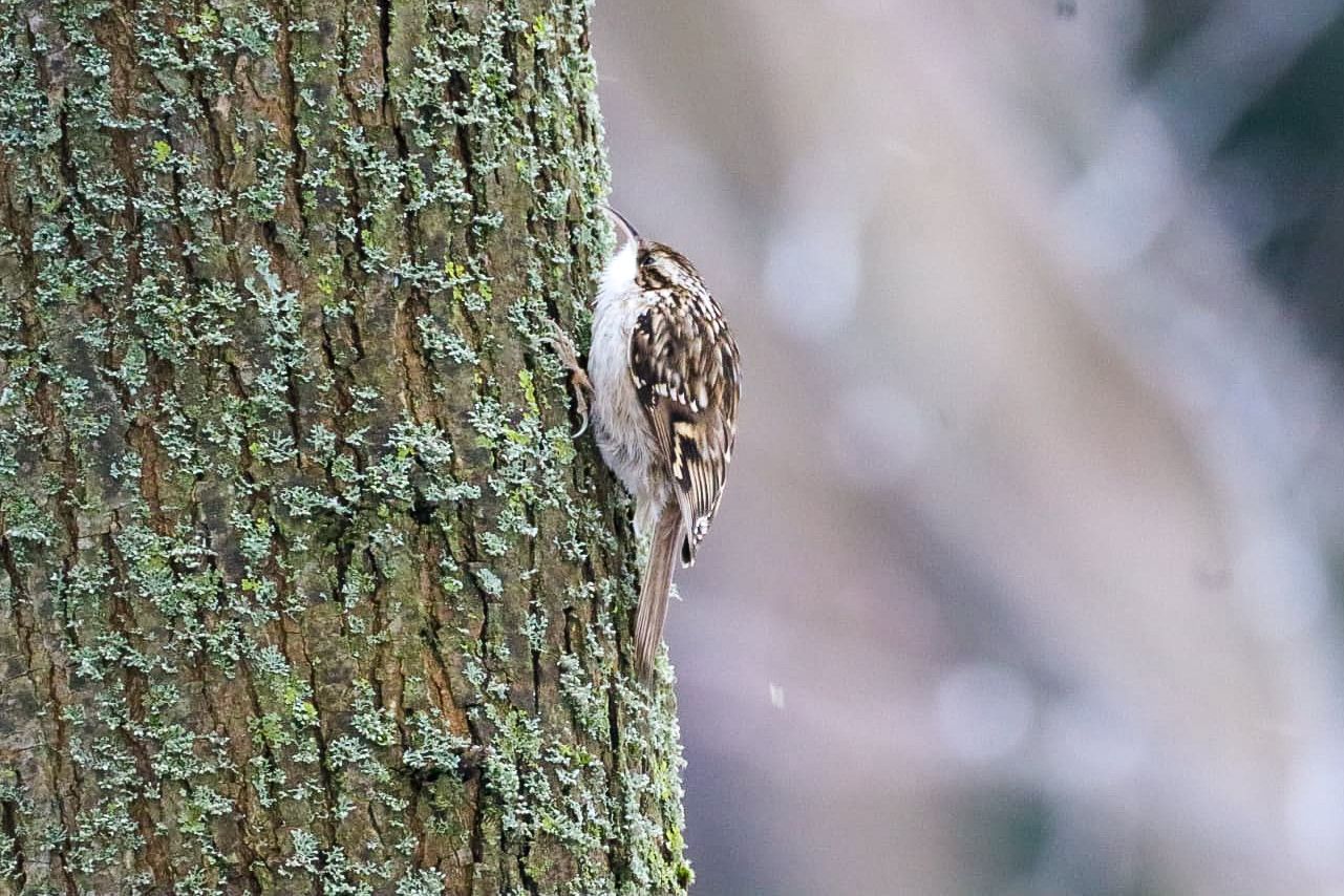 A treecreeper bird clinging to a lichen-covered tree trunk in a woodland setting.
