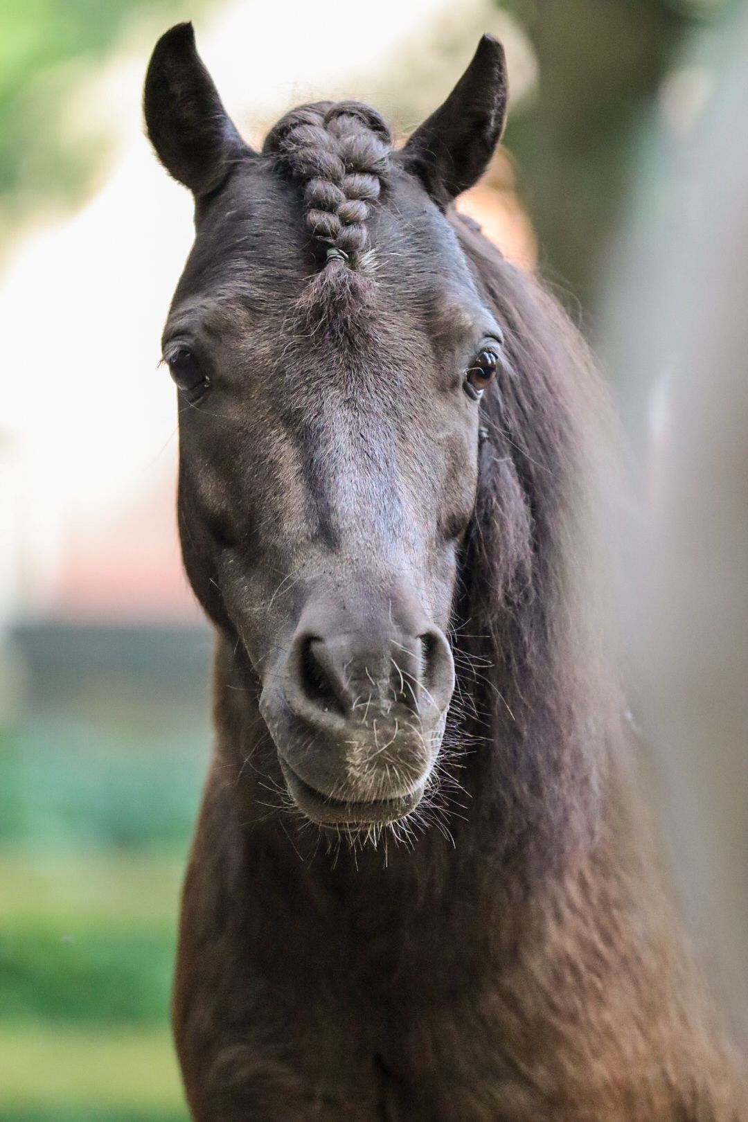 paardenfotograaf-katwijk-paard.jpgpaardenfotograaf-katwijk-paard.jpg