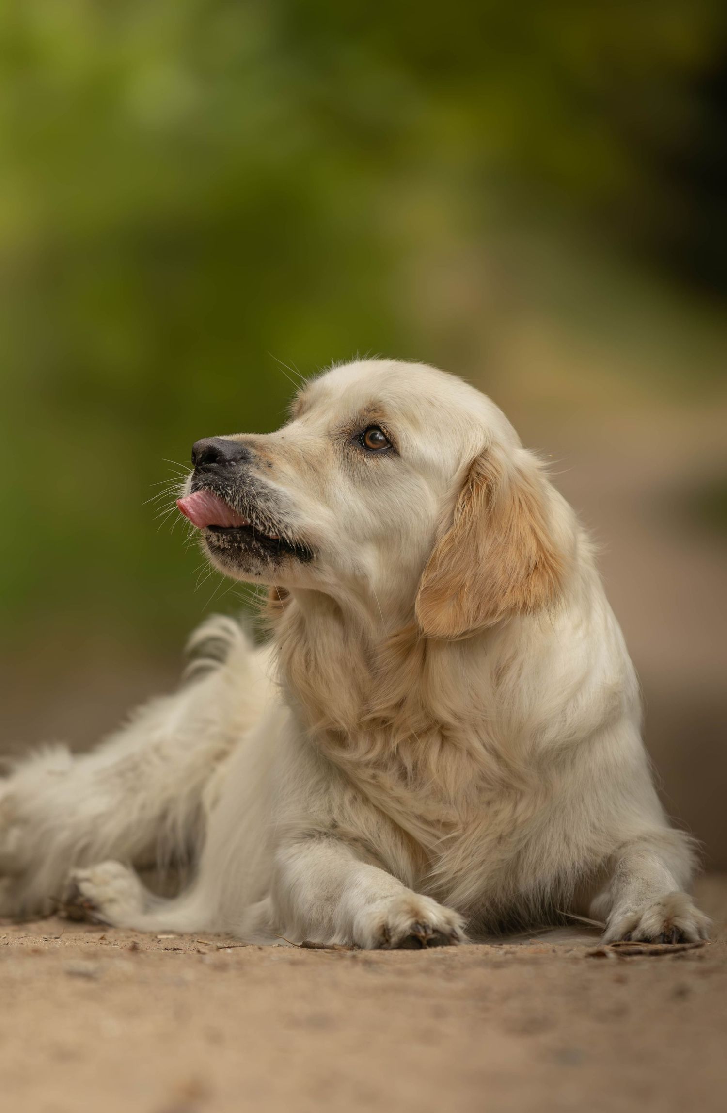 A cream-colored golden retriever puppy lies on the ground with tongue out, gazing upward in a natural outdoor setting.