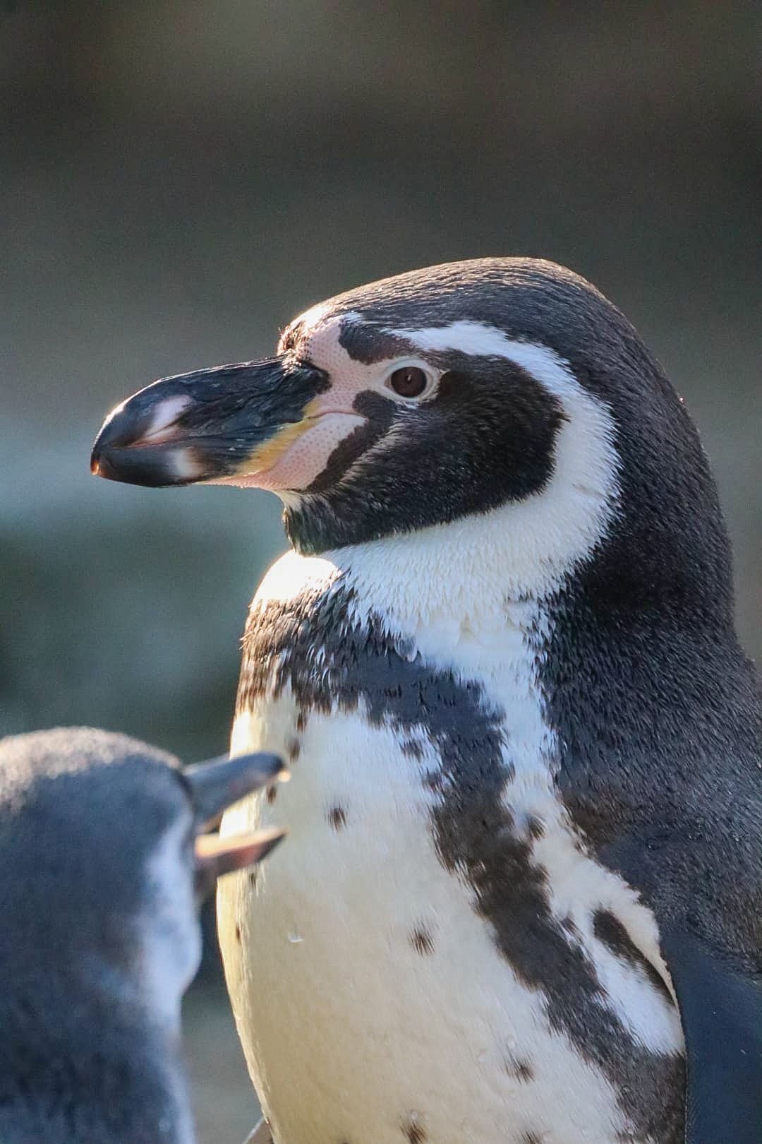 Close-up portrait of a Humboldt penguin with distinctive black and white markings standing in sunlight.