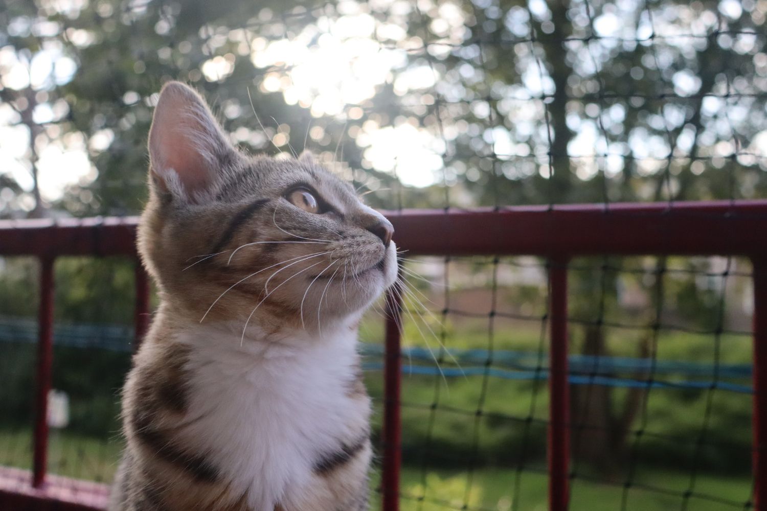 A young tabby kitten looks upward curiously while sitting near a red fence outdoors with trees behind.