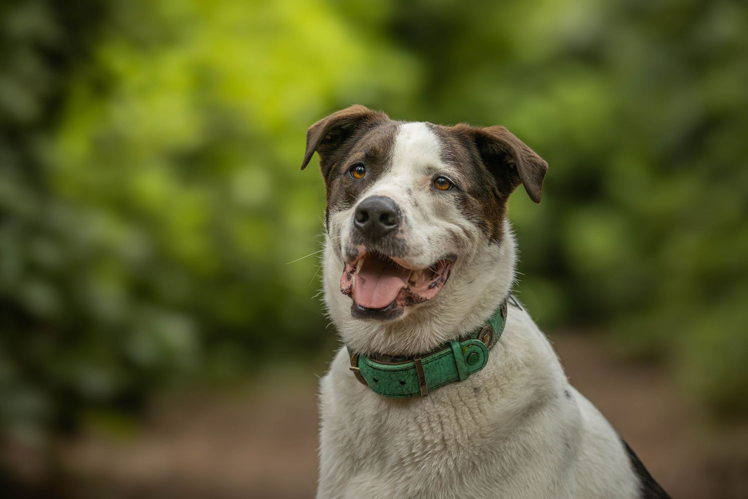 dierenfotograaf-katwijk-hond.jpg