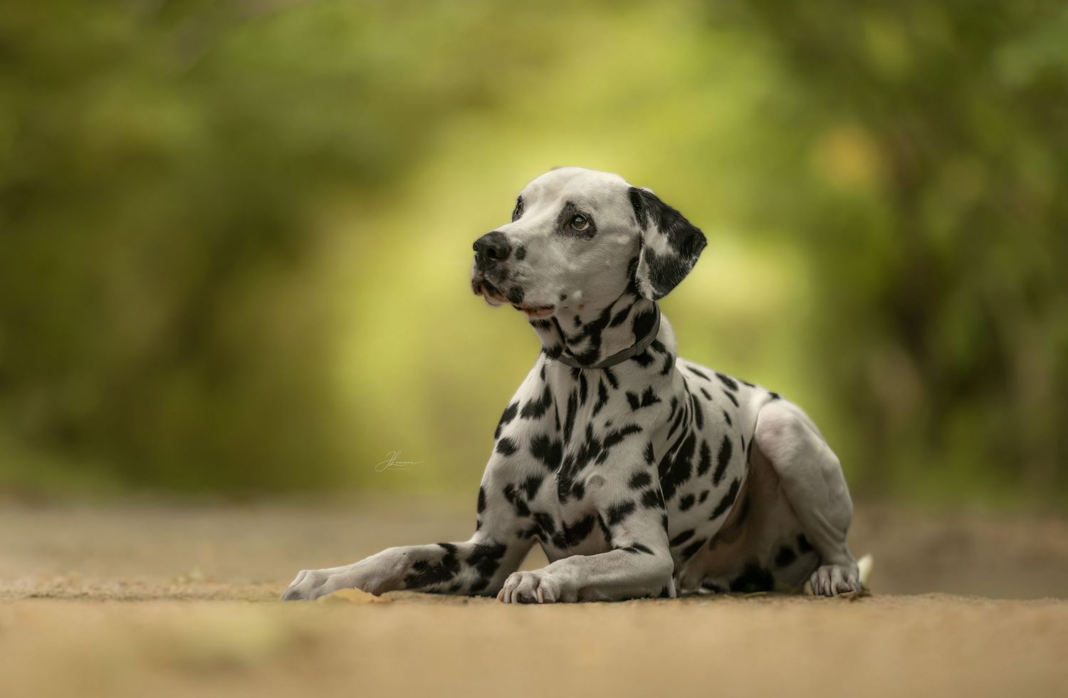 A Dalmatian dog with black spots lying on a path with a blurred green bokeh background.