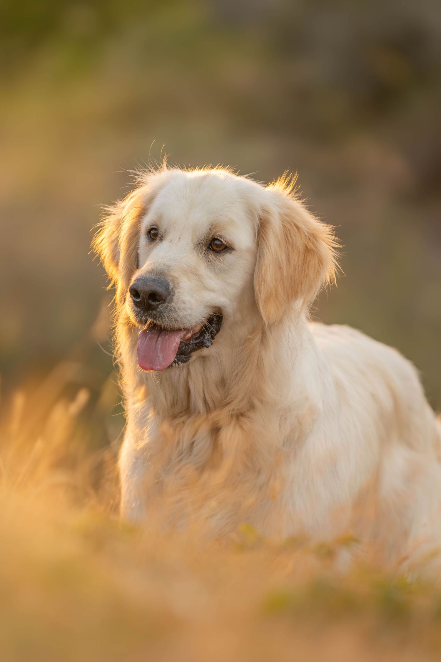 dierenfotograaf-katwijk-hond.jpg