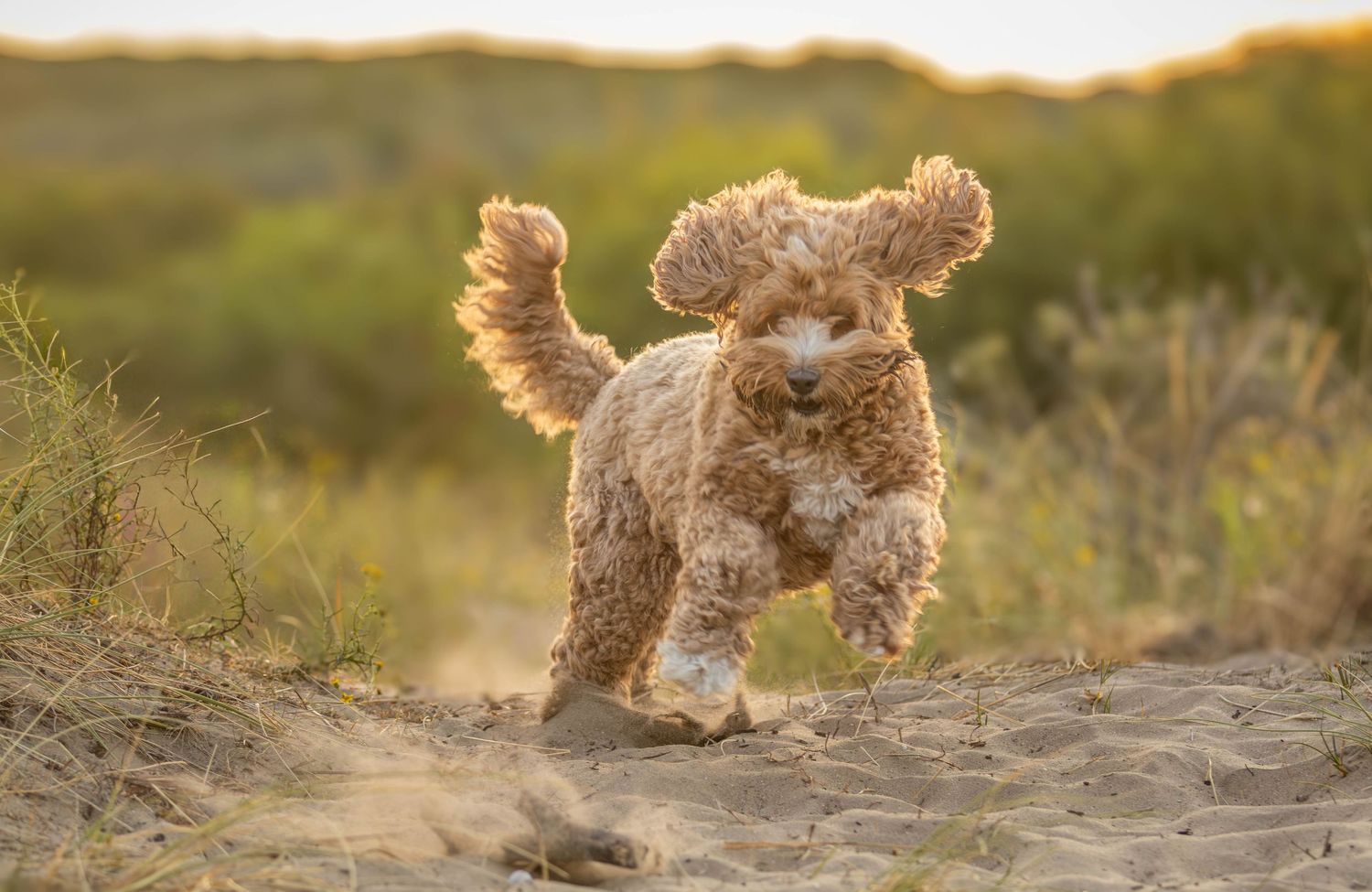 Playful Labradoodle puppy running joyfully on sandy path in golden light.