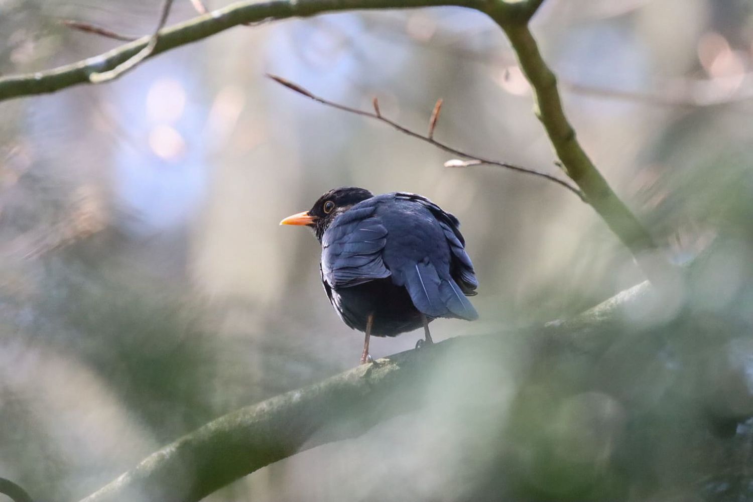 A blackbird with orange beak perched on a branch among bare winter tree branches.