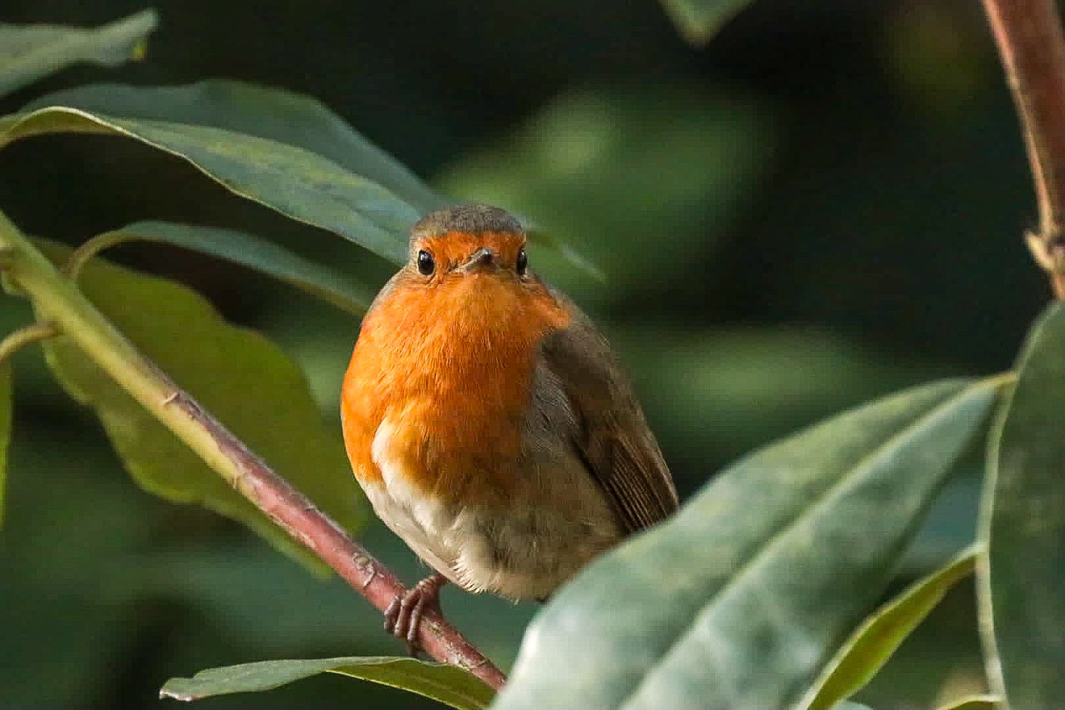 roodborst-vogelfotografie.jpg