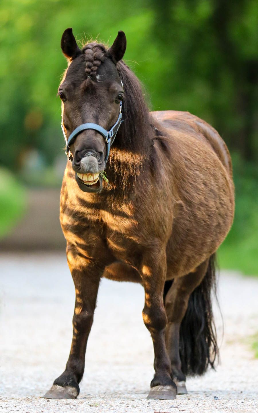 Brown pony with braided mane appearing to smile while standing on a gravel path outdoors.