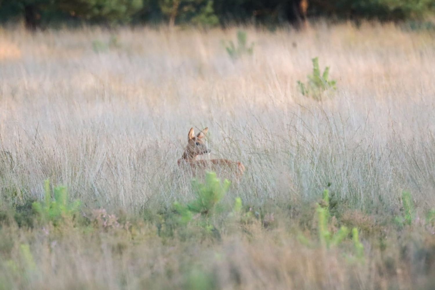 natuurfotografie-zuid-holland.jpg