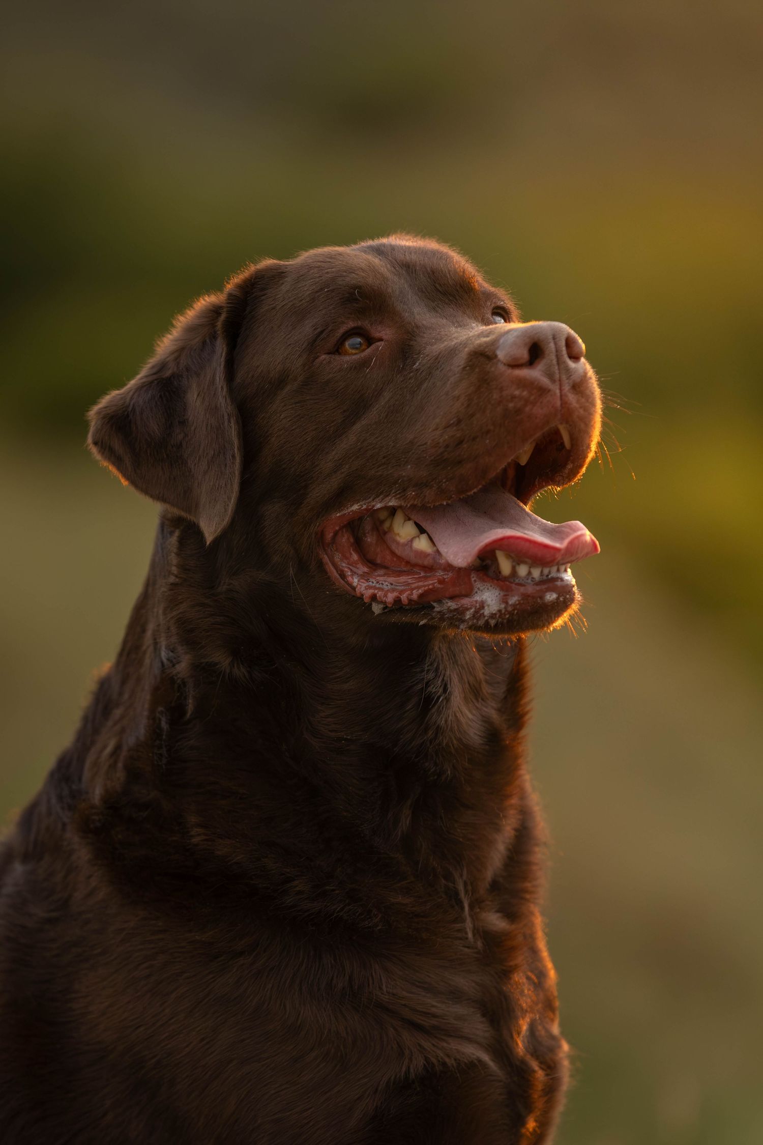 dierenfotograaf-katwijk-hond.jpg