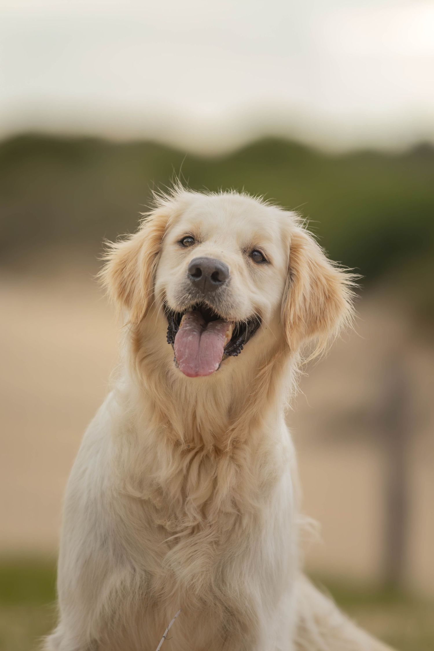 Happy Golden Retriever dog sitting outdoors with tongue out against a blurred sandy background.