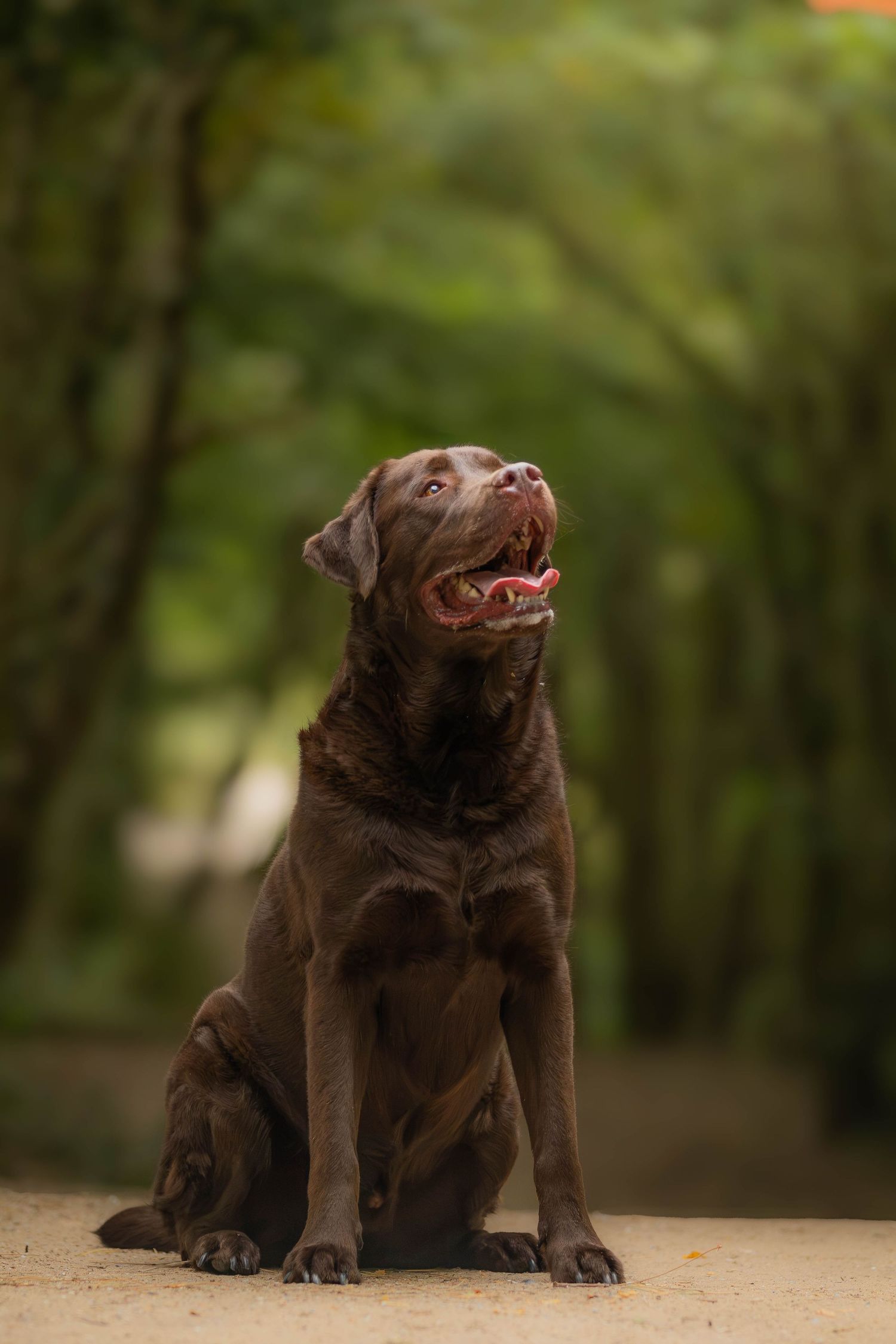 dierenfotograaf-katwijk-hond.jpg