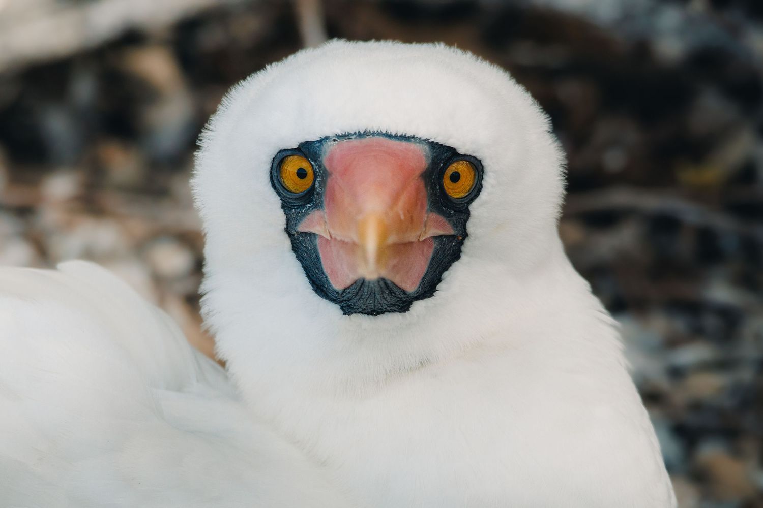 Galapagos Nazca Booby