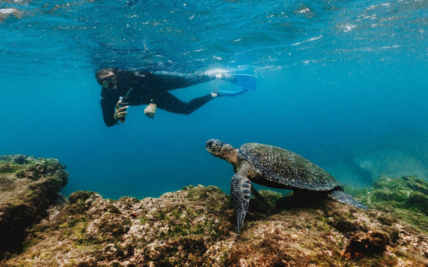 Galapagos Sea Turtle Quasar Expeditions
