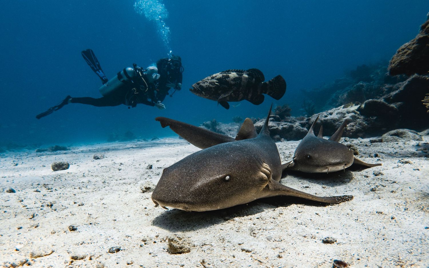 florida keys scuba divers with nurse shark and grouper