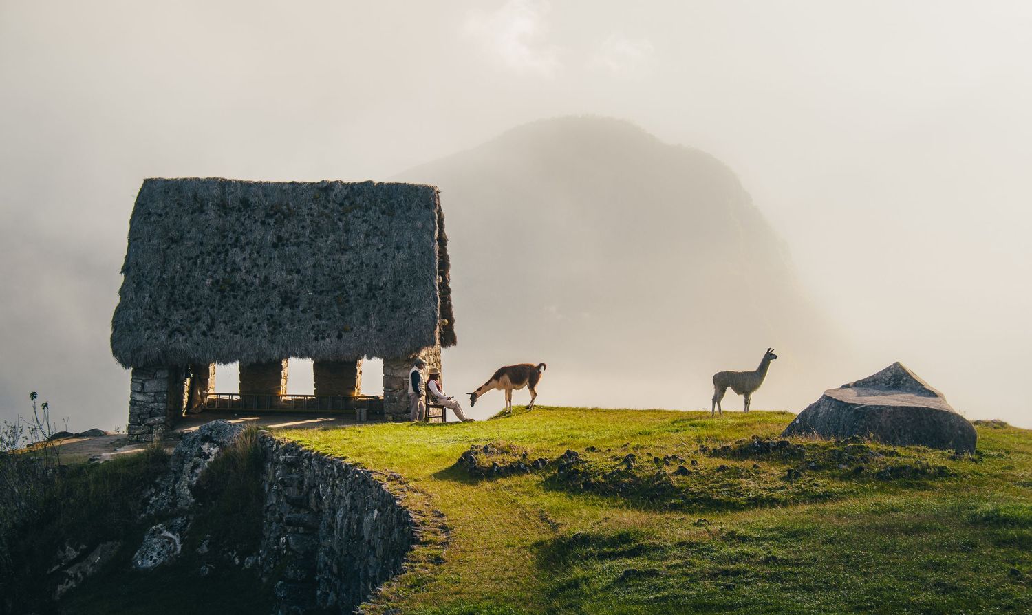 Llamas at Machu Picchu