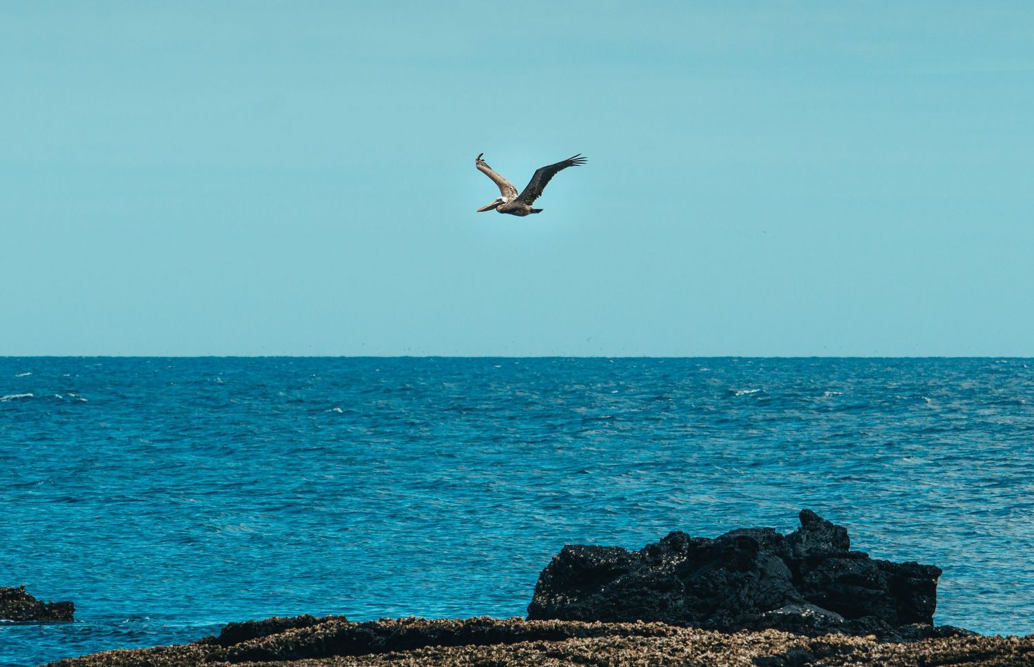 Galapagos Pelican