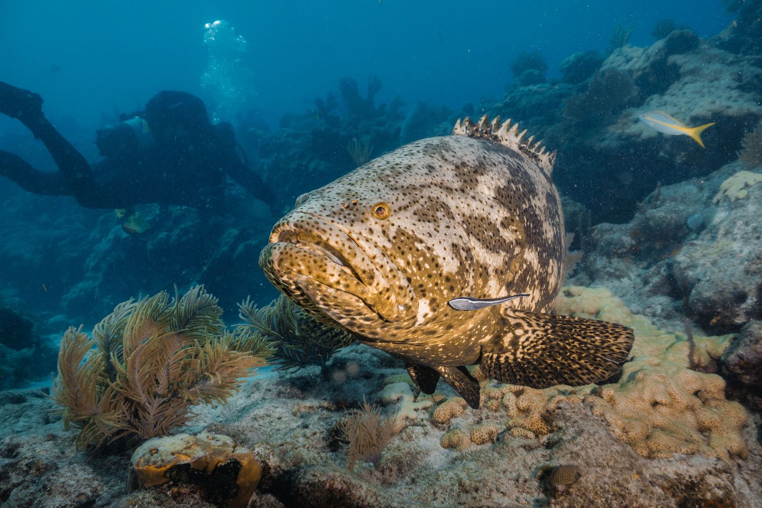 Goliath Grouper Florida Keys