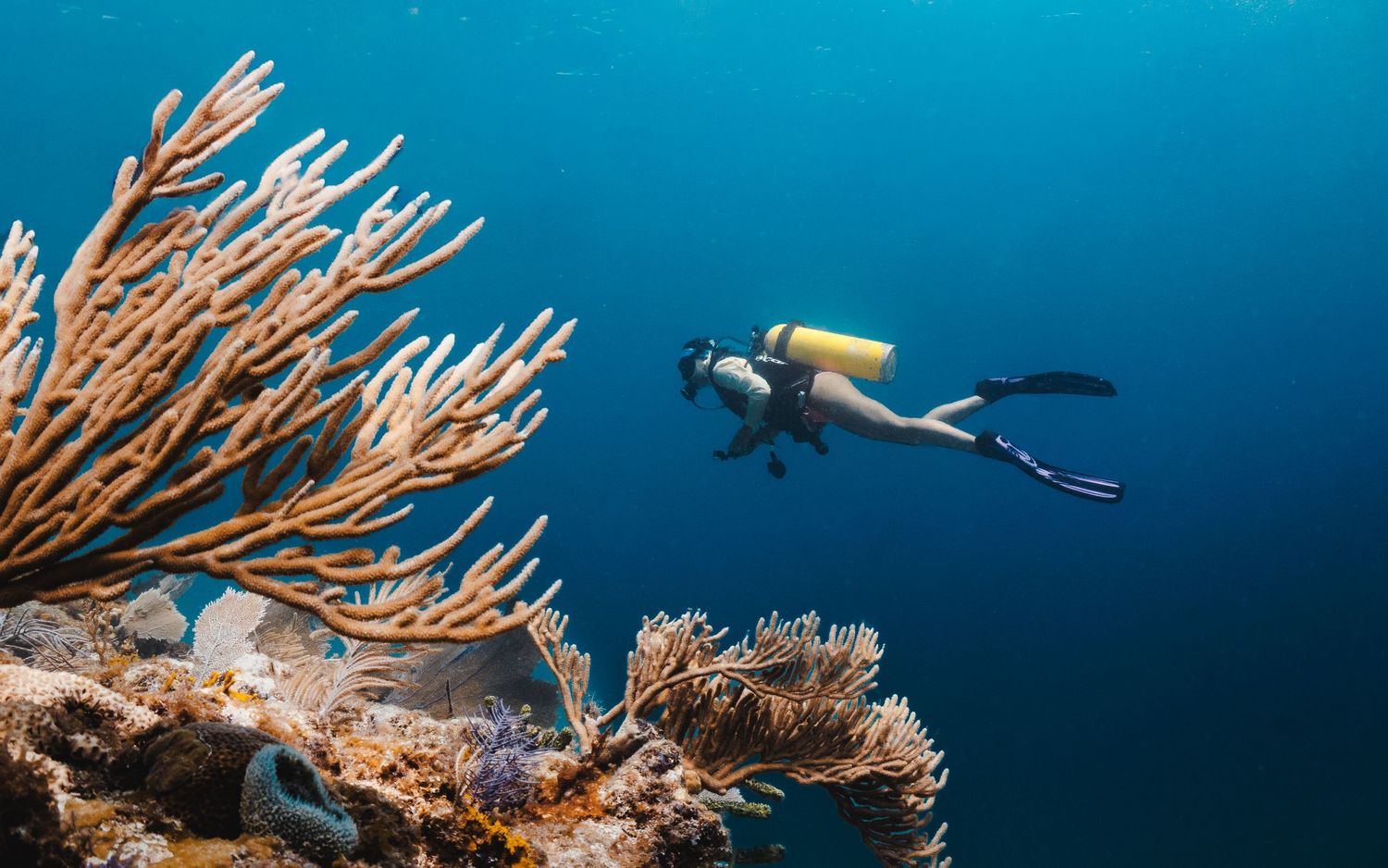 scuba diver florida keys