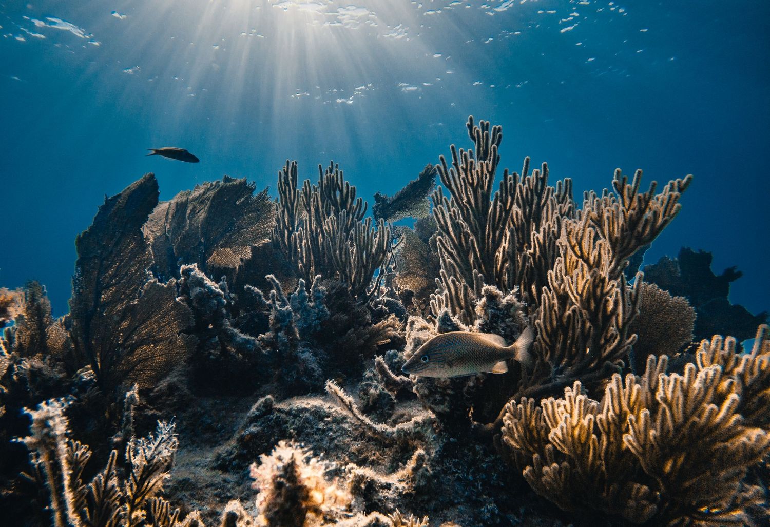 florida keys coral reef