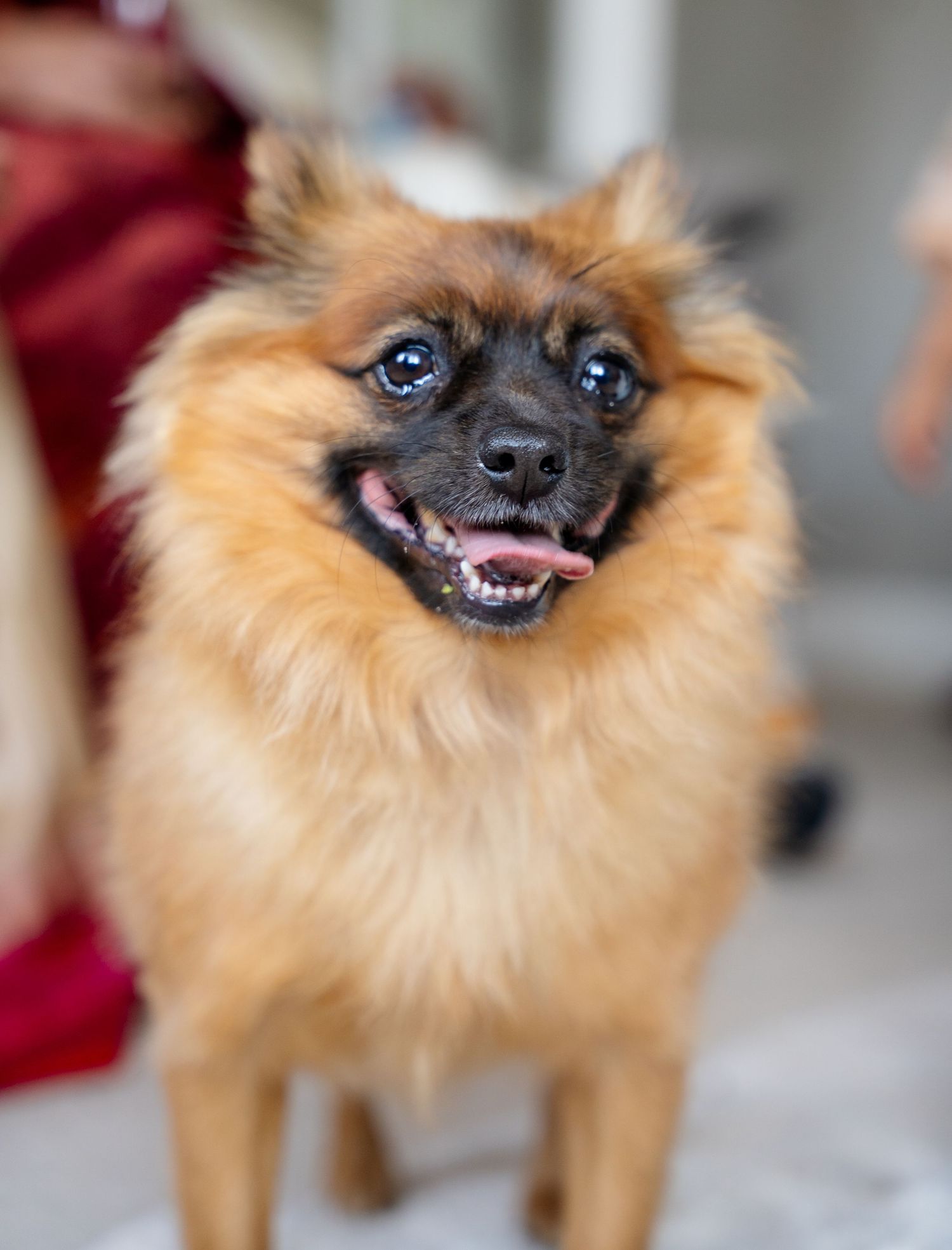 Fluffy golden Pomeranian dog smiling with tongue out at an Indian wedding celebration.